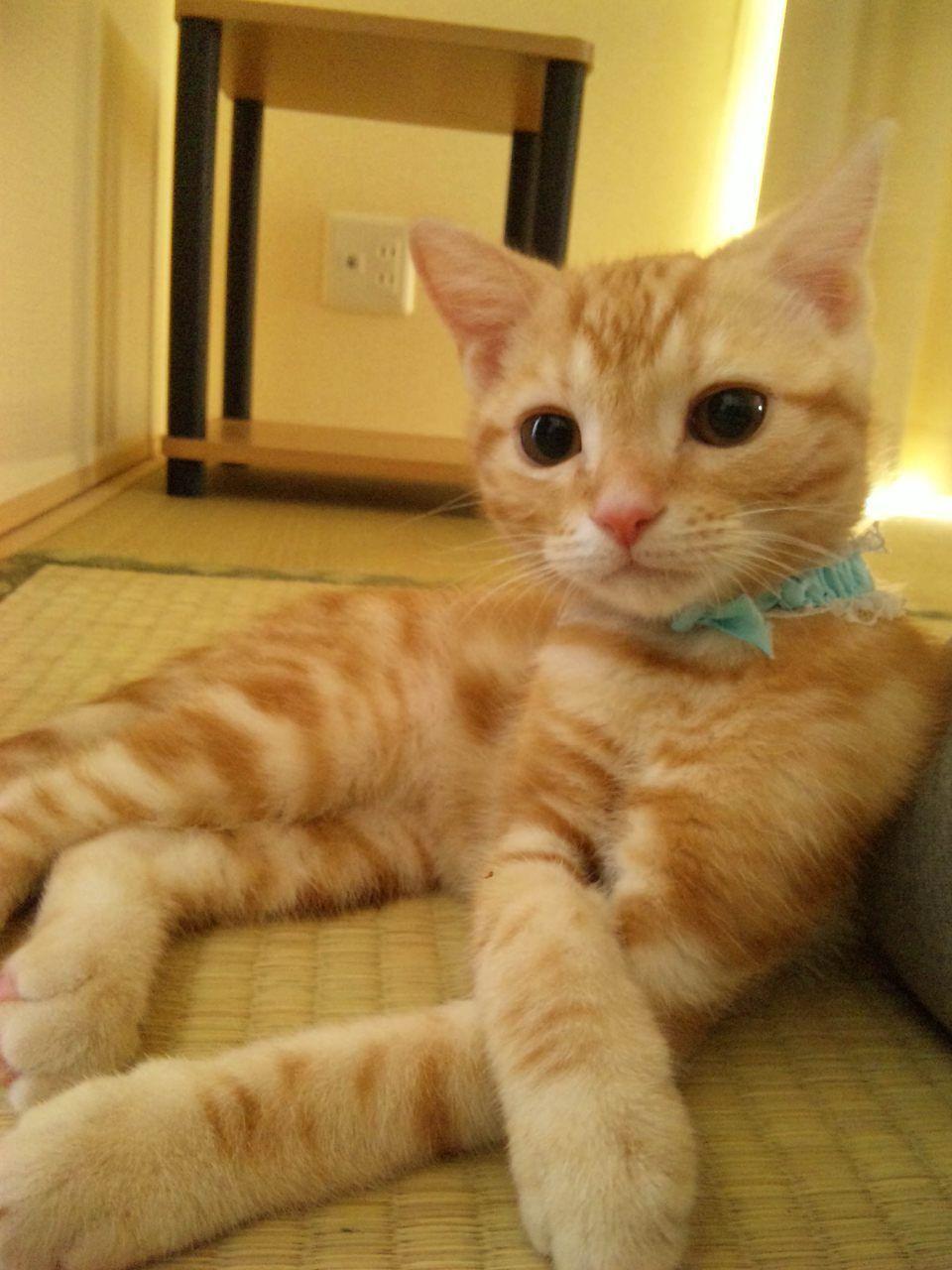 Cat a3e