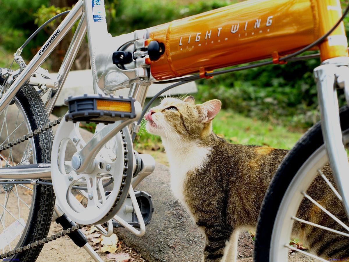 Cat a3f