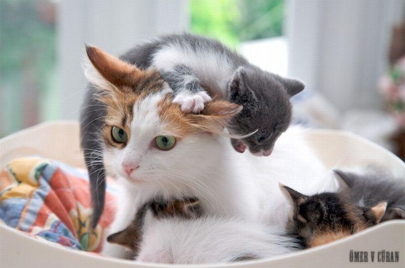 Cat a3g