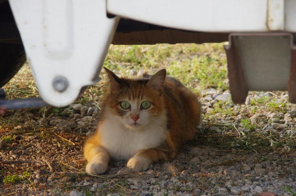 Cat a3h