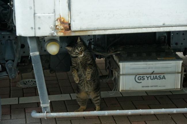 Cat a3j