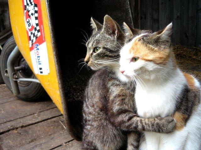 Cat a3r