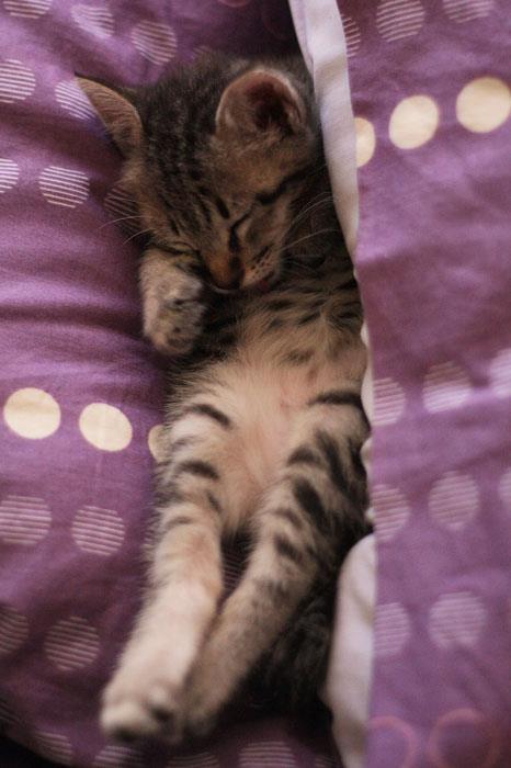 Cat a3s