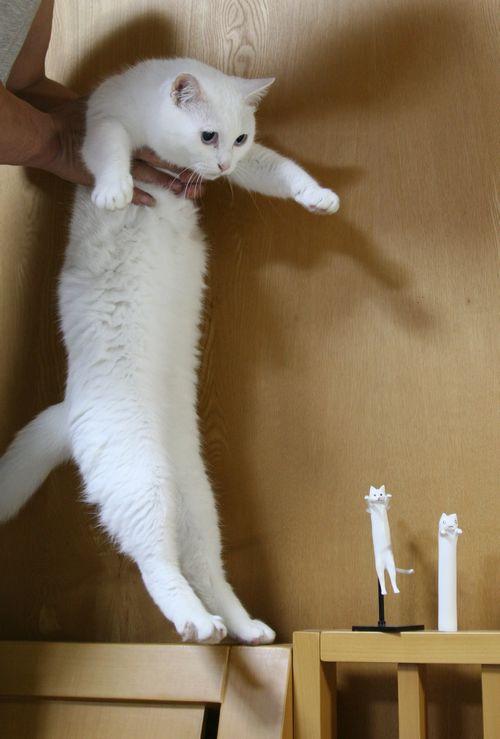 Cat a40