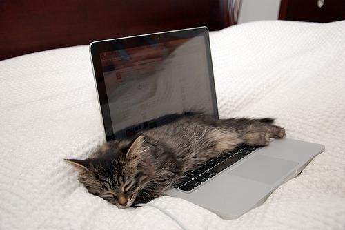 Cat a41