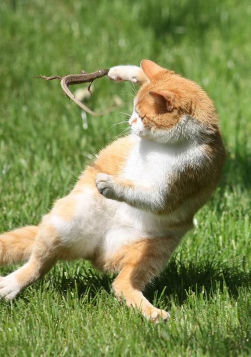 Cat a43
