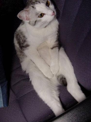 Cat a47