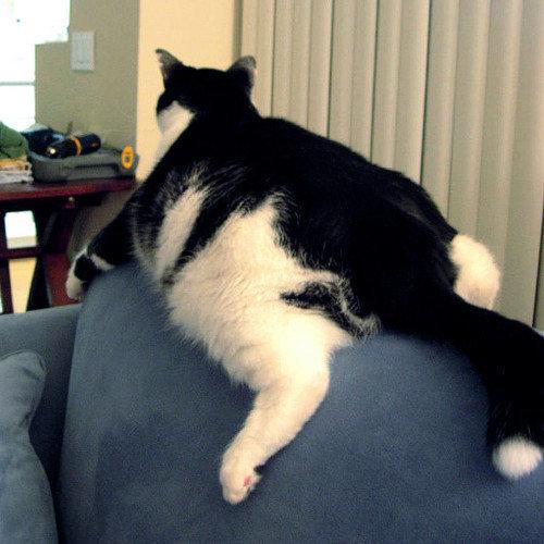 Cat a48