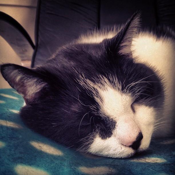 Cat a4g