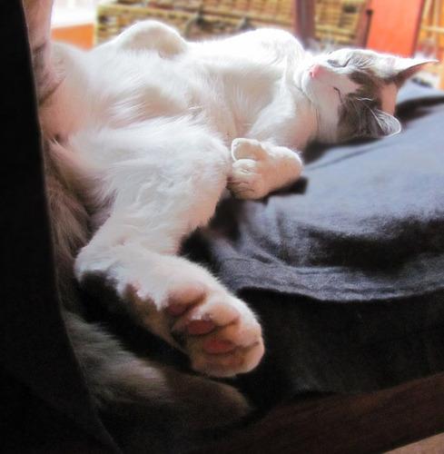Cat a4h