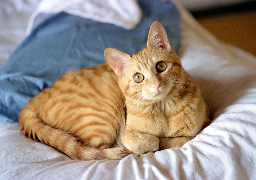 Cat a4i