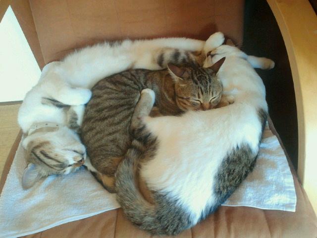 Cat a4l