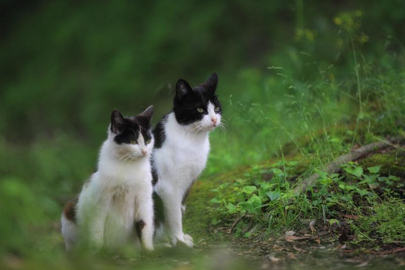 Cat a4m