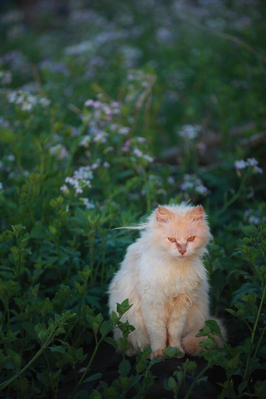 Cat a4n