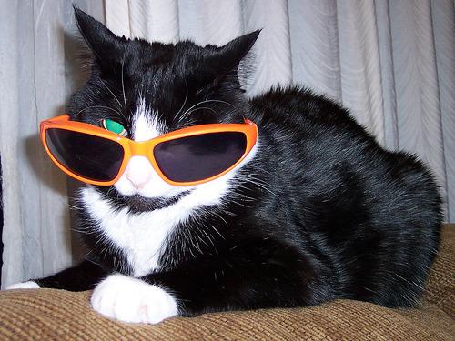 Cat a5