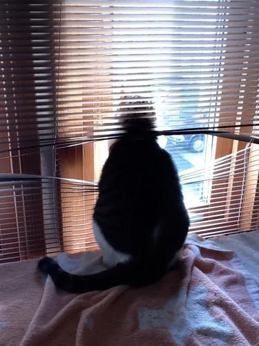 Cat a50