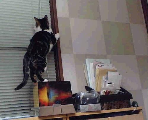 Cat a53