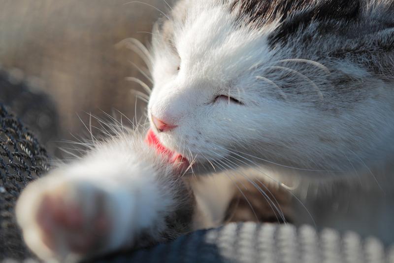 Cat a55