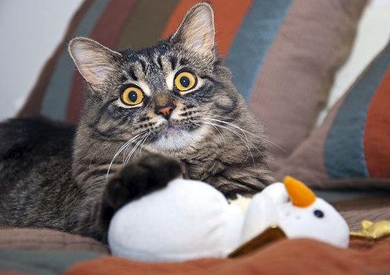 Cat a5d