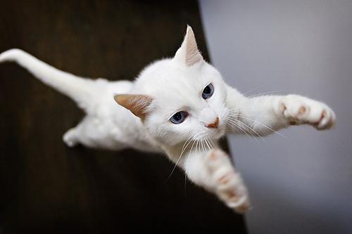 Cat a5e