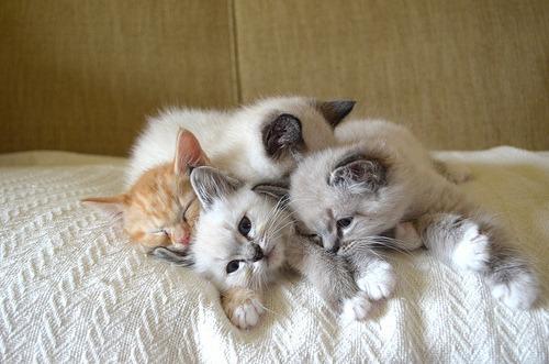 Cat a5h