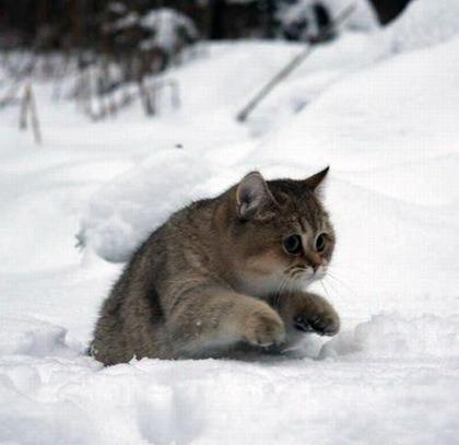Cat a5j