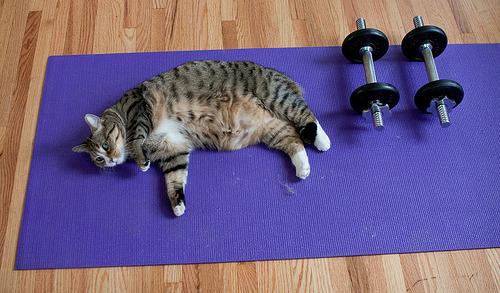 Cat a5l