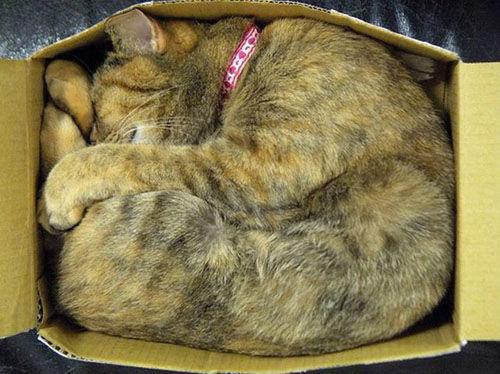 Cat a65