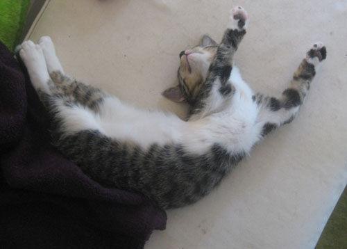 Cat a66