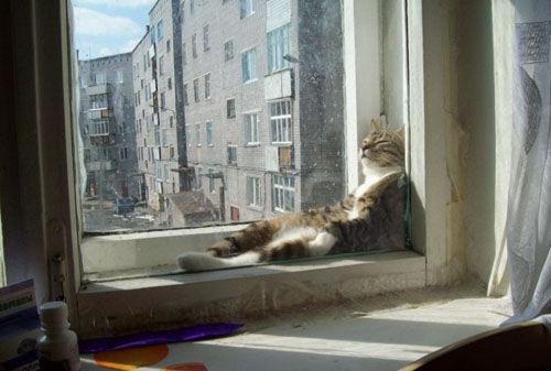 Cat a68