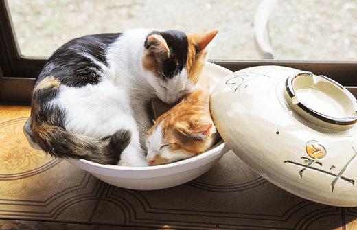 Cat a6h