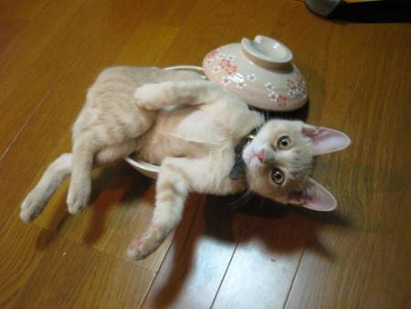 Cat a6j