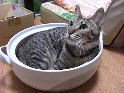 Cat a6k