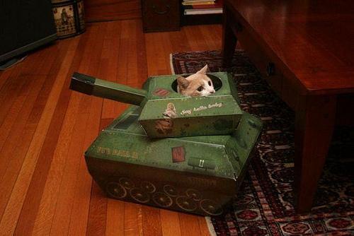 Cat a6q
