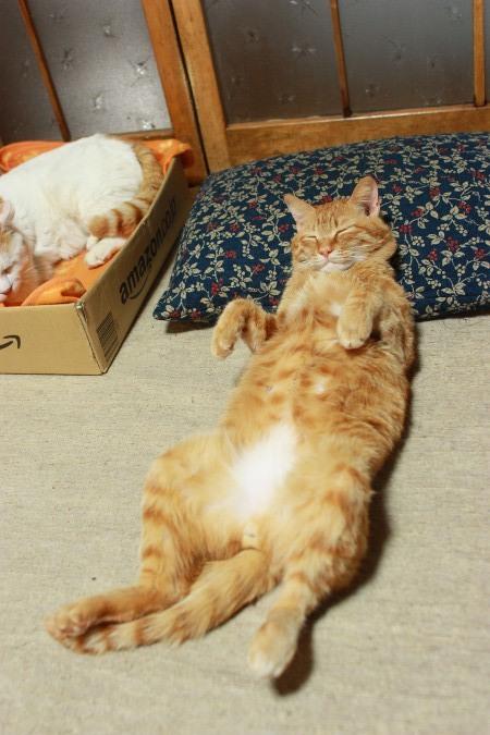 Cat a70