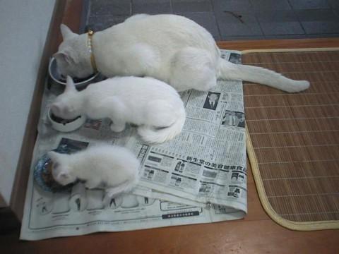 Cat a76