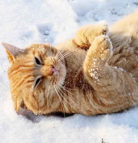 Cat a79
