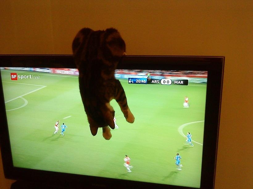 Cat a7b