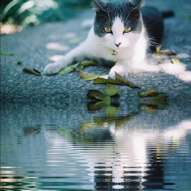 Cat a7e