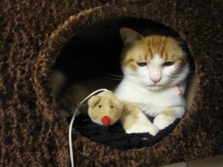 Cat a7h