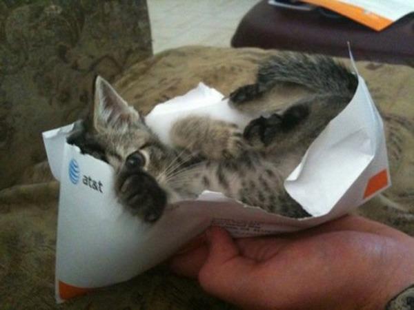 Cat a7l