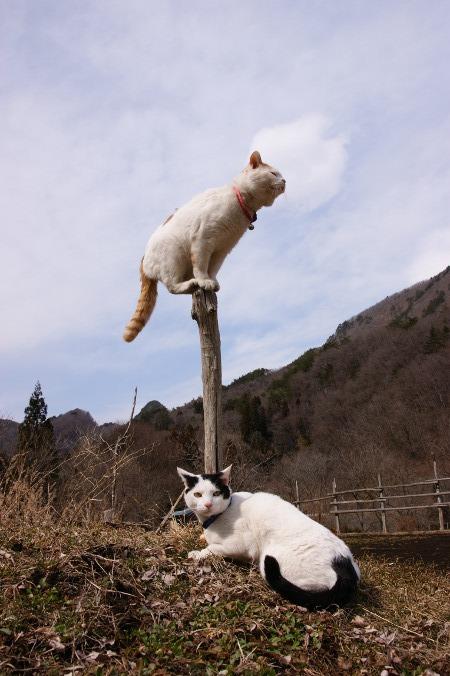Cat a8b