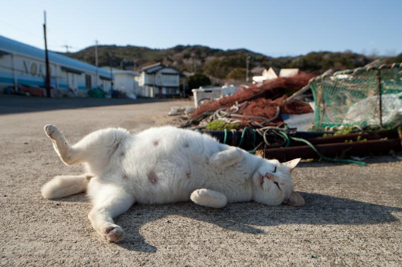 Cat a8c