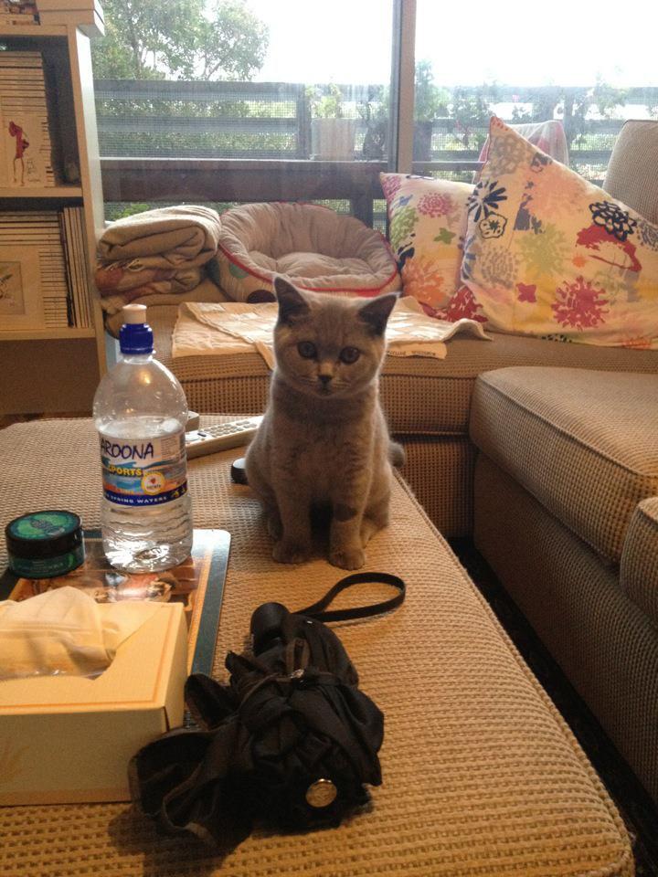 Cat a8p