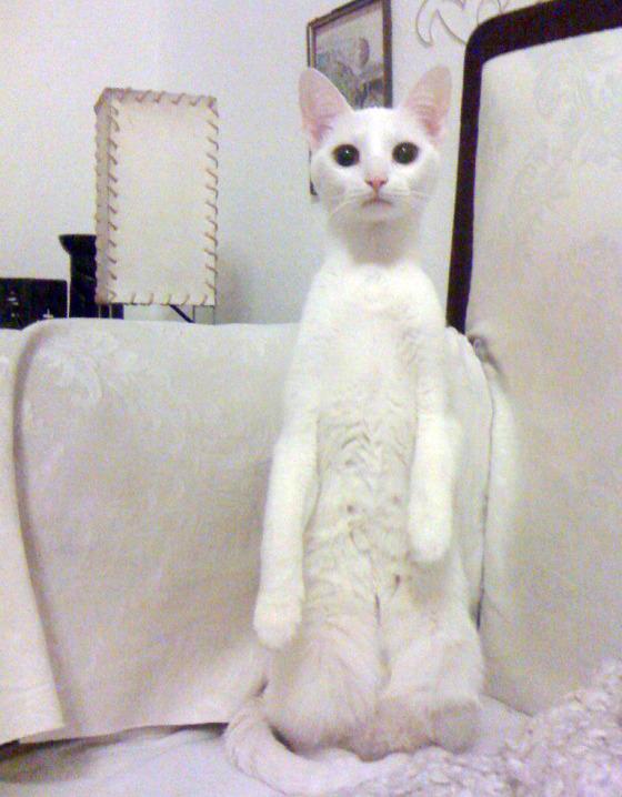 Cat a8t
