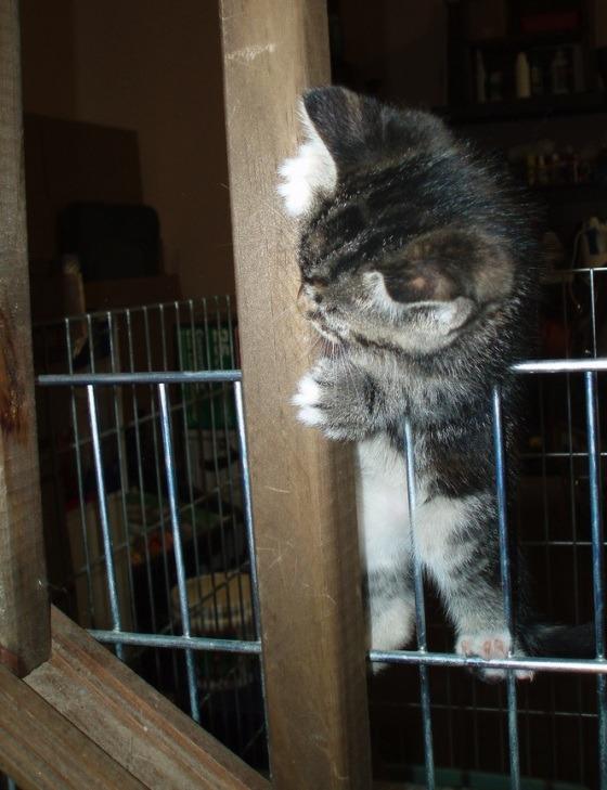Cat a91