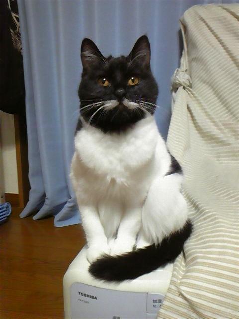 Cat a96