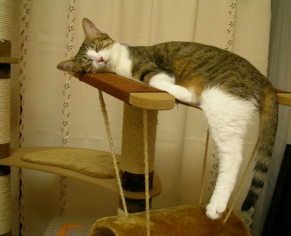 Cat a97