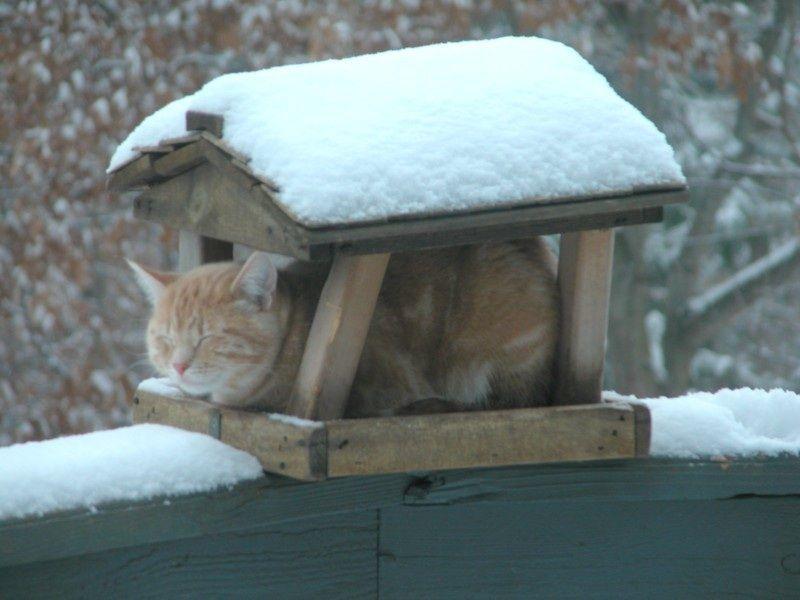 Cat a98