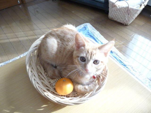 Cat a9b